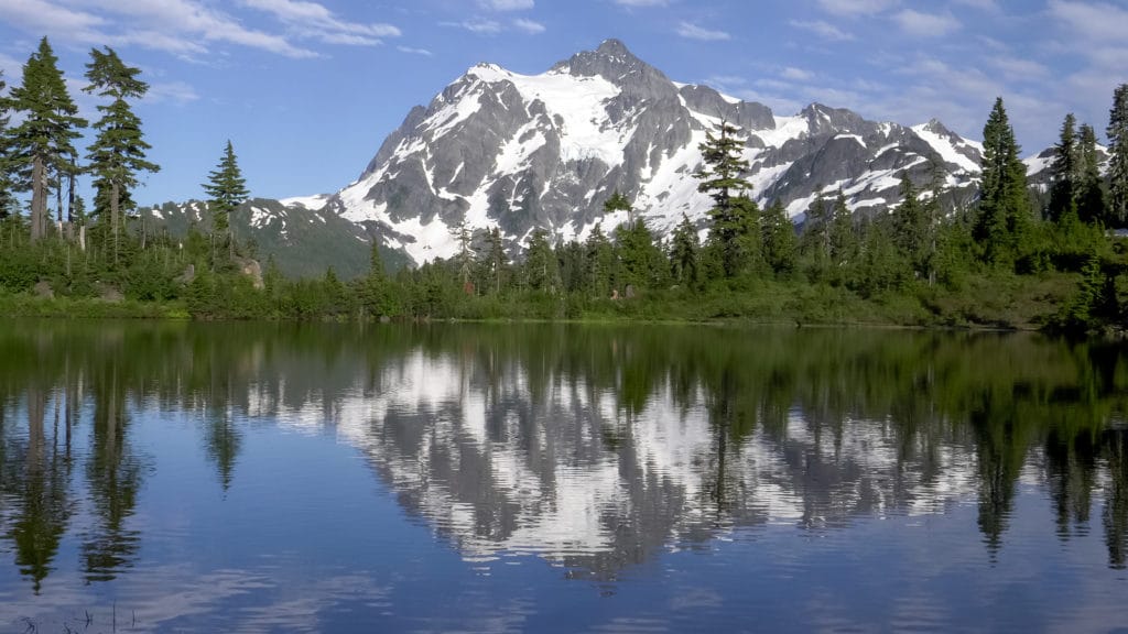 are dogs allowed in mt baker national forest