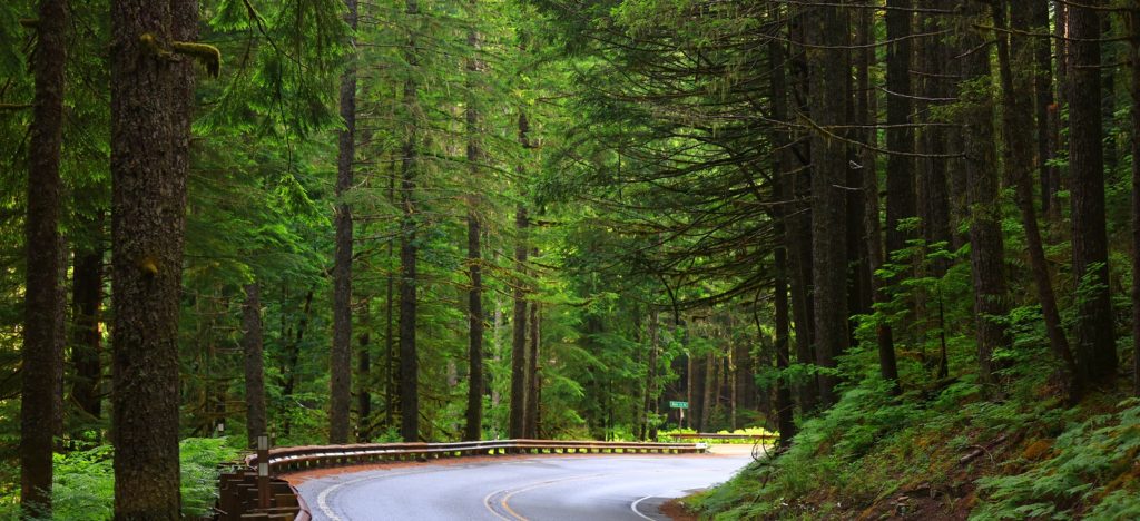 Visit the Mt. Baker National Forest This Summer